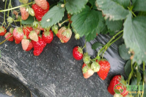 冬季草莓的种植方法和技术-图片版权归惠农网所有