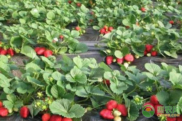 冬季草莓的种植方法和技术-图片版权归惠农网所有