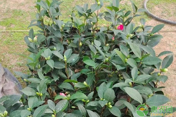 山茶花養(yǎng)殖方法和注意事項(xiàng)-圖片版權(quán)歸惠農(nóng)網(wǎng)所有