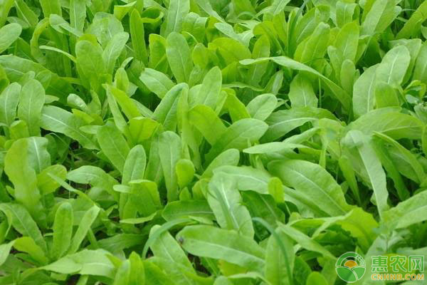 油麥菜冬天可以種嗎？-圖片版權(quán)歸惠農(nóng)網(wǎng)所有