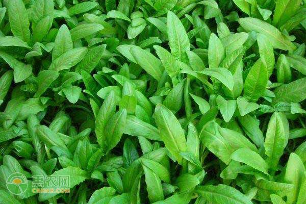 油麥菜冬天可以種嗎？-圖片版權(quán)歸惠農(nóng)網(wǎng)所有