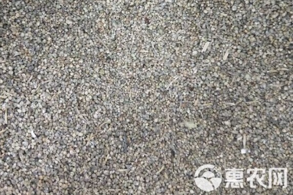 菠菜種子要泡多久才能種-圖片版權(quán)歸惠農(nóng)網(wǎng)所有