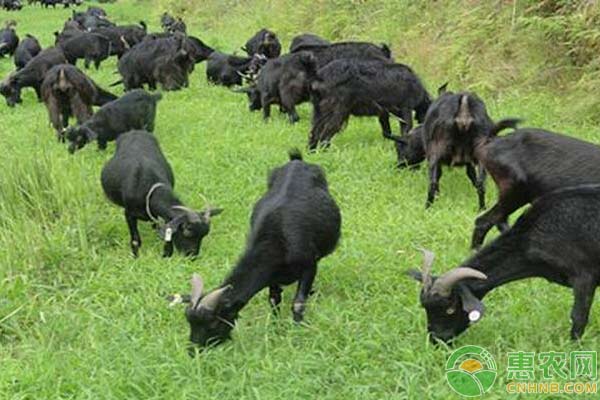 黑山羊養(yǎng)殖方法-圖片版權(quán)歸惠農(nóng)網(wǎng)所有