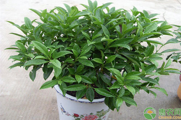 非洲茉莉怎么修剪才好看？-圖片版權(quán)歸惠農(nóng)網(wǎng)所有