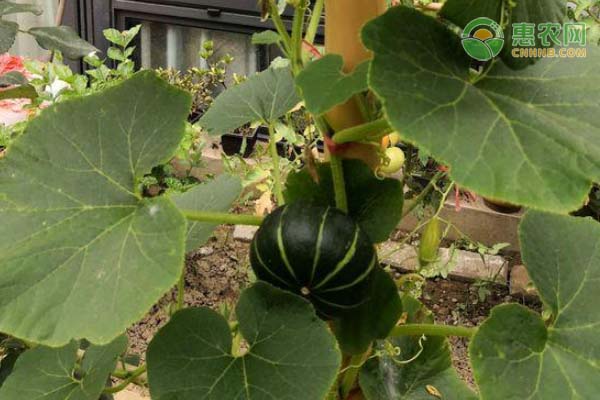 冬季南瓜种植时间和方法-图片版权归惠农网所有