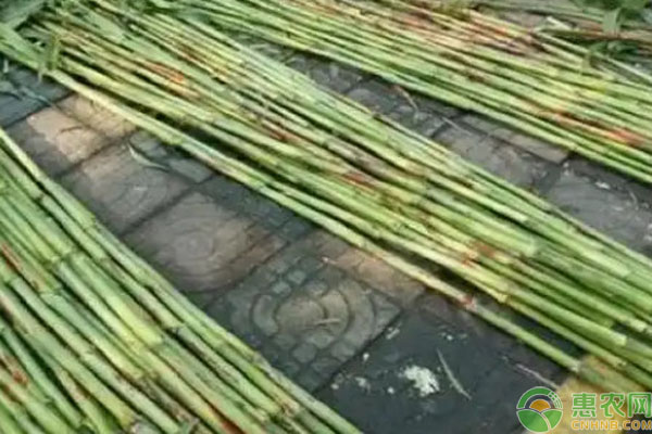 甜杆一年可以种几次？-图片版权归惠农网所有