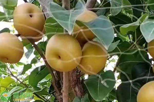 二三年秋月梨怎么修剪？-圖片版權(quán)歸惠農(nóng)網(wǎng)所有