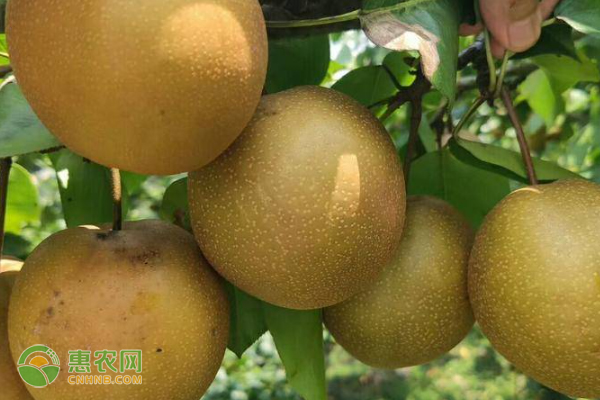 二三年秋月梨怎么修剪？-圖片版權(quán)歸惠農(nóng)網(wǎng)所有