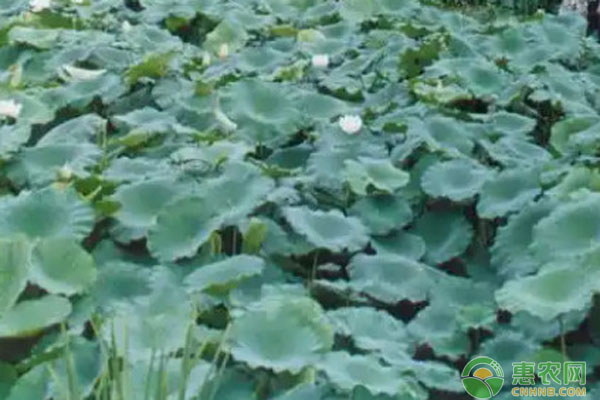 蓮子幾月種比較好活？-圖片版權(quán)歸惠農(nóng)網(wǎng)所有