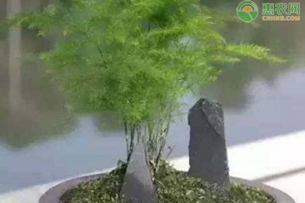 文竹养殖方法和注意事项-图片版权归惠农网所有