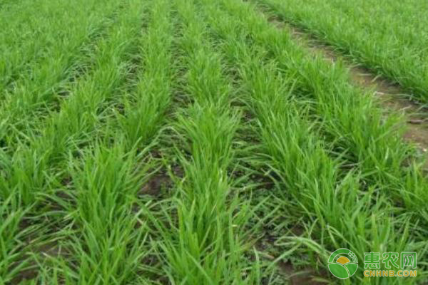 北方露天韭菜幾月播種？-圖片版權(quán)歸惠農(nóng)網(wǎng)所有