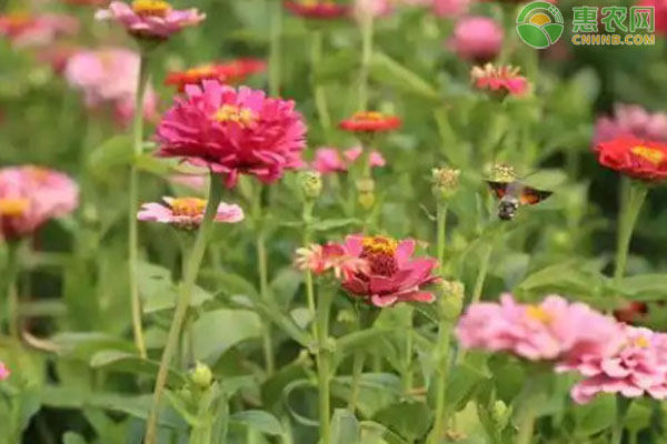百日菊幾月播種？-圖片版權(quán)歸惠農(nóng)網(wǎng)所有
