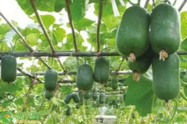 冬瓜幾月播種？-圖片版權歸惠農(nóng)網(wǎng)所有
