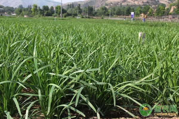 北方露天韭菜幾月播種？-圖片版權(quán)歸惠農(nóng)網(wǎng)所有
