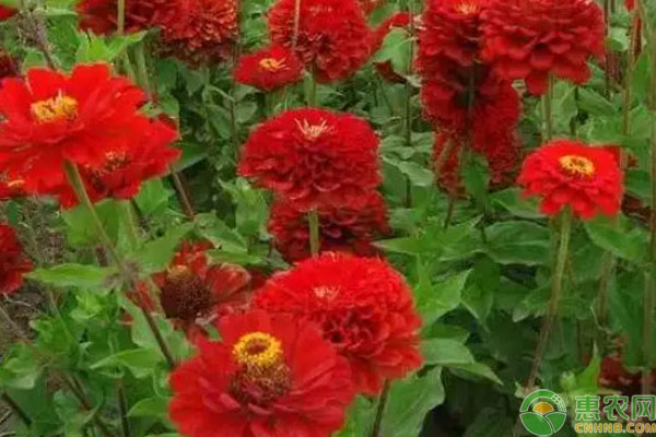百日菊幾月播種？-圖片版權(quán)歸惠農(nóng)網(wǎng)所有