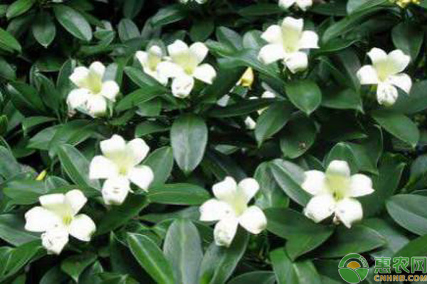 非洲茉莉怎么修剪才好看？-圖片版權(quán)歸惠農(nóng)網(wǎng)所有