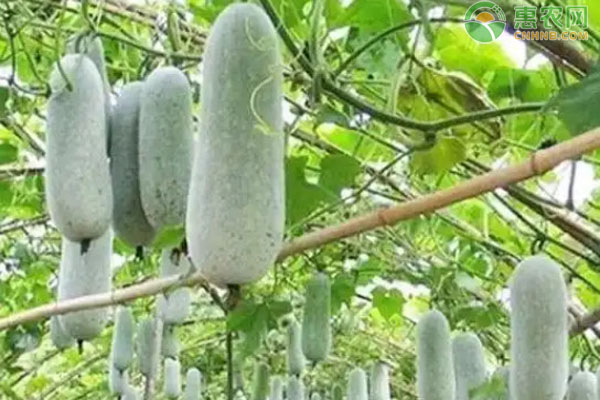 冬瓜幾月播種？-圖片版權歸惠農(nóng)網(wǎng)所有
