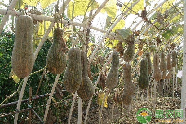 冬季南瓜种植时间和方法-图片版权归惠农网所有
