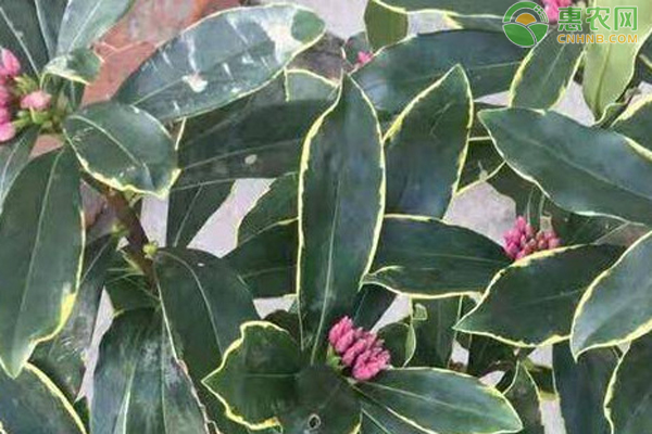 金邊瑞香養(yǎng)殖方法和注意事項(xiàng)-圖片版權(quán)歸惠農(nóng)網(wǎng)所有