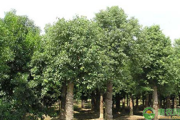 香樟樹冬天怎么保暖？-圖片版權(quán)歸惠農(nóng)網(wǎng)所有