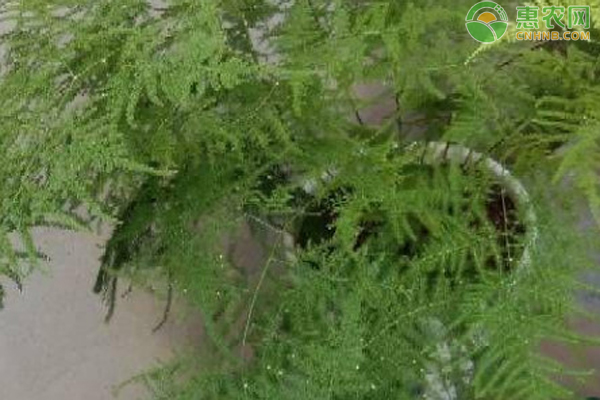 文竹养殖方法和注意事项-图片版权归惠农网所有