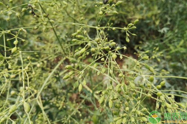 防风药材最佳种植季节是几月？-图片版权归惠农网所有