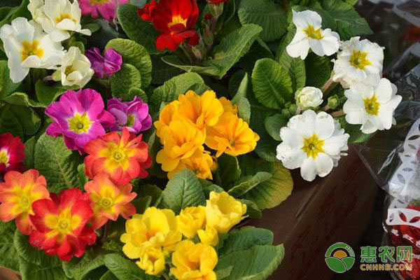 報(bào)春花的養(yǎng)殖方法和注意事項(xiàng)-圖片版權(quán)歸惠農(nóng)網(wǎng)所有