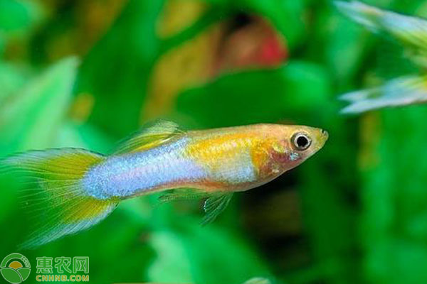 孔雀魚養(yǎng)殖方法和注意事項-圖片版權歸惠農網所有