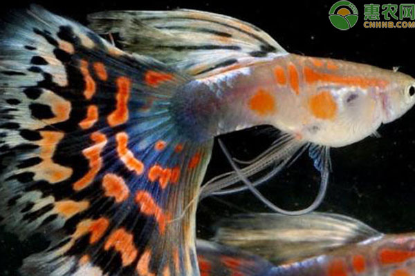 孔雀魚養(yǎng)殖方法和注意事項-圖片版權歸惠農網所有
