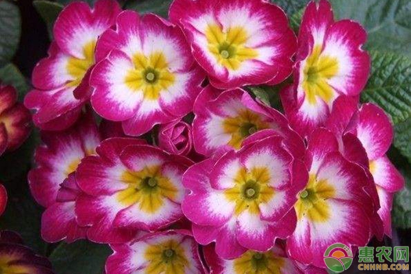 報(bào)春花的養(yǎng)殖方法和注意事項(xiàng)-圖片版權(quán)歸惠農(nóng)網(wǎng)所有