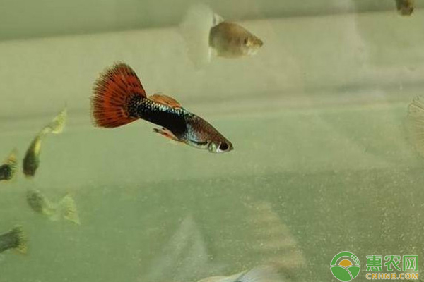 孔雀魚養(yǎng)殖方法和注意事項-圖片版權歸惠農網所有