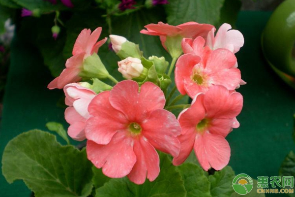 報(bào)春花的養(yǎng)殖方法和注意事項(xiàng)-圖片版權(quán)歸惠農(nóng)網(wǎng)所有