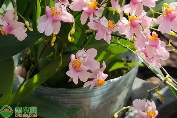 香水蘭花的養(yǎng)殖方法-圖片版權(quán)歸惠農(nóng)網(wǎng)所有