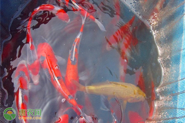 錦鯉魚的養(yǎng)殖方法和注意事項(xiàng)-圖片版權(quán)歸惠農(nóng)網(wǎng)所有