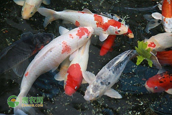 錦鯉魚的養(yǎng)殖方法和注意事項(xiàng)-圖片版權(quán)歸惠農(nóng)網(wǎng)所有