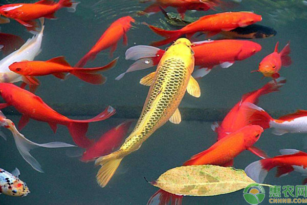 錦鯉魚的養(yǎng)殖方法和注意事項(xiàng)-圖片版權(quán)歸惠農(nóng)網(wǎng)所有