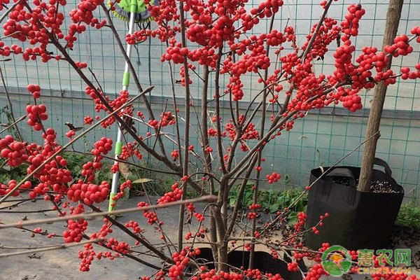 北美冬青養(yǎng)殖方法和注意事項-圖片版權(quán)歸惠農(nóng)網(wǎng)所有
