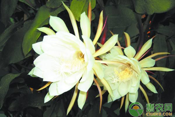 昙花养殖方法和注意事项-图片版权归惠农网所有
