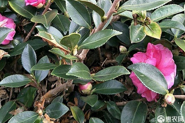 茶梅的養(yǎng)殖方法和注意事項(xiàng)-圖片版權(quán)歸惠農(nóng)網(wǎng)所有