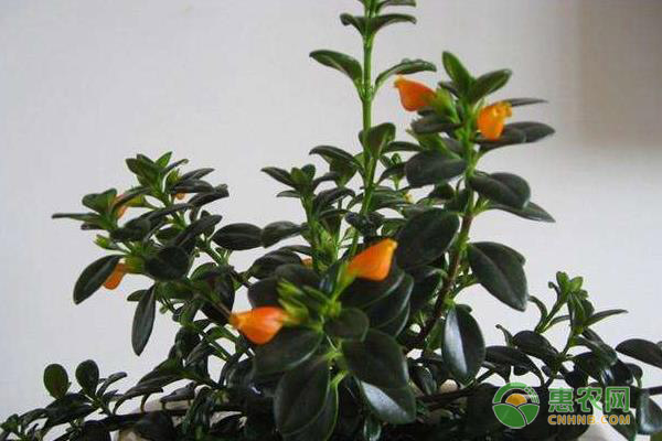 金魚花養(yǎng)殖方法和注意事項-圖片版權(quán)歸惠農(nóng)網(wǎng)所有