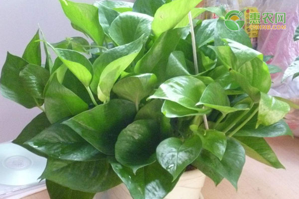 冬天绿萝怎么养才能更旺盛？-图片版权归惠农网所有