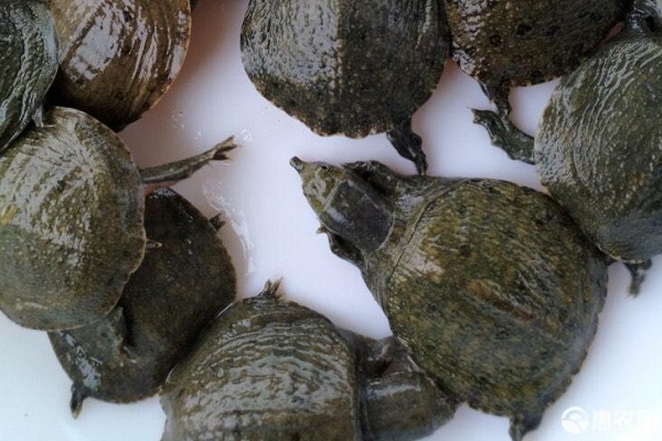 甲魚養(yǎng)殖方法與技術(shù)要點-圖片版權(quán)歸惠農(nóng)網(wǎng)所有