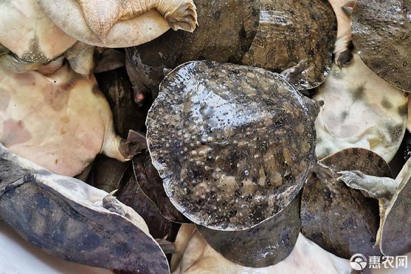 甲魚養(yǎng)殖方法與技術(shù)要點-圖片版權(quán)歸惠農(nóng)網(wǎng)所有