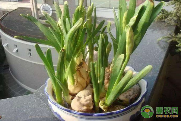 水仙花的养殖方法和注意事项-图片版权归惠农网所有