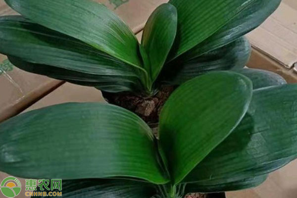 君子蘭怎么養(yǎng)才開(kāi)花？-圖片版權(quán)歸惠農(nóng)網(wǎng)所有