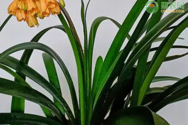 君子蘭怎么養(yǎng)才開(kāi)花？-圖片版權(quán)歸惠農(nóng)網(wǎng)所有