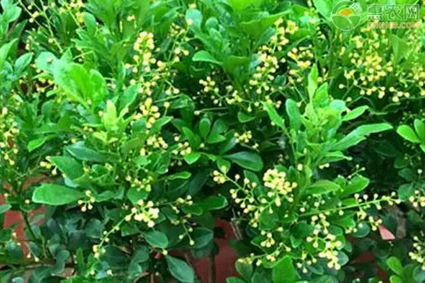米蘭養(yǎng)殖方法和技巧-圖片版權(quán)歸惠農(nóng)網(wǎng)所有
