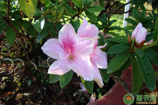 杜鵑花的養(yǎng)護(hù)技巧和注意事項(xiàng)-圖片版權(quán)歸惠農(nóng)網(wǎng)所有