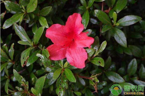 杜鵑花的養(yǎng)護(hù)技巧和注意事項(xiàng)-圖片版權(quán)歸惠農(nóng)網(wǎng)所有