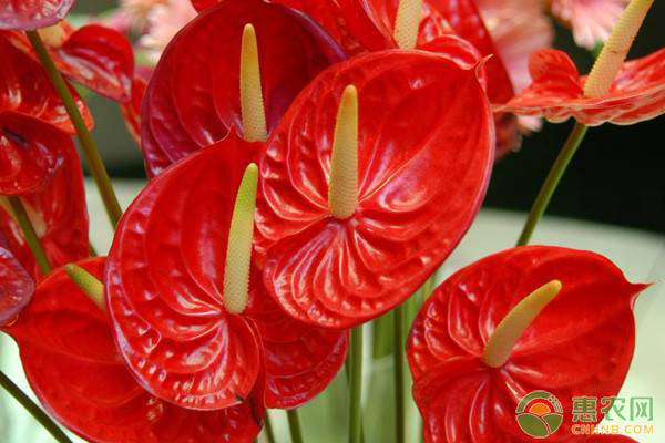 紅掌的養(yǎng)殖技巧和注意事項(xiàng)-圖片版權(quán)歸惠農(nóng)網(wǎng)所有